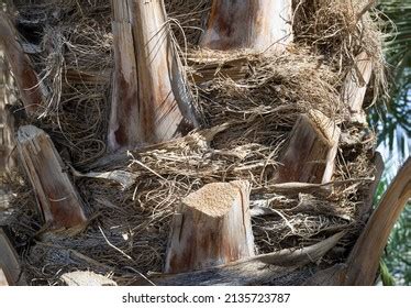 Image result for Date Palm Tree Trunk Rot