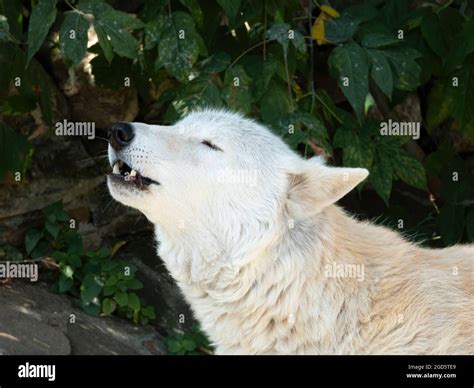 Howling Tundra wolf. Canis lupus albus. Turukhan wolf Stock Photo - Alamy