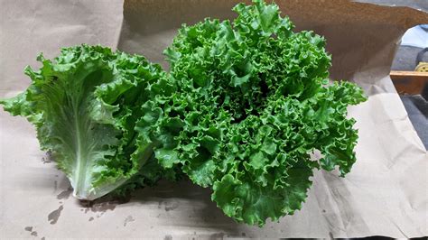 Green Leaf Lettuce | Fleetwood Farms | Fresh Ontario Apples and ...