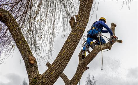 Image result for KERF Cut Tree Felling