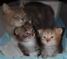 gattini in regalo pavia regalo cucciolo siberiano da privato a la spezia gattini gattini in regalo pavia regalo cucciolo siberiano da privato a la spezia gattini