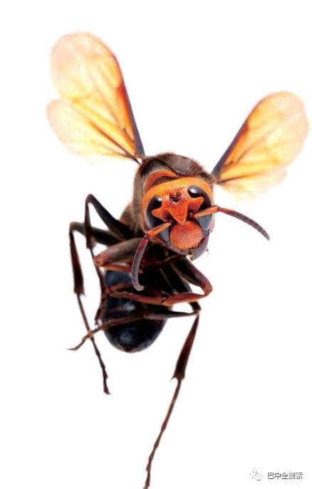 大毒蜂图片,最大的毒蜂的图片 - 伤感说说吧