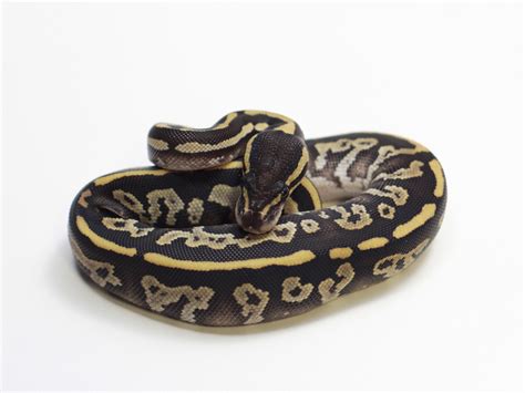 Image result for Congo Ball Python