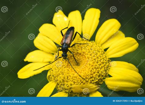 Blister Beetles are Beetles (Coleoptera) of the Family Meloidae Stock ...