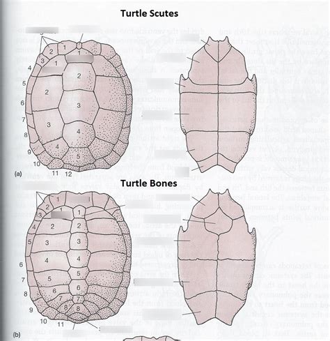 Image result for Turtle Shell Scutes