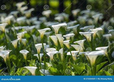Close Up, Spring, Calla Lily Park, White Calla Lily, Calla Lily ...
