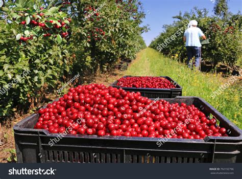 202,537 Cherry Harvesting Images, Stock Photos & Vectors | Shutterstock