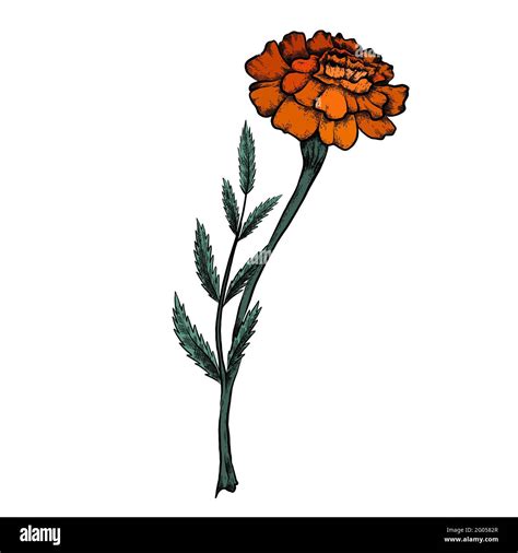 Marigold plant care Stock Vector Images - Alamy