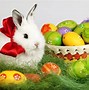 Image result for Real Bunnies