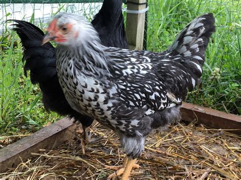 10 week old Silver Laced Wyandottes - gender? | BackYard Chickens ...