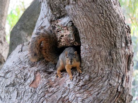 Image result for Squirrel Tree Guard