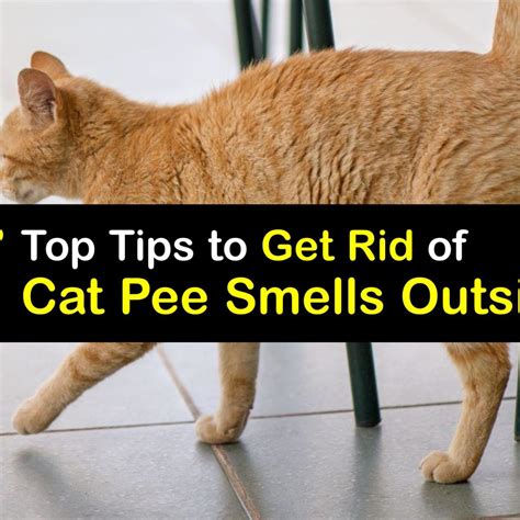 Cat Pee Smell
