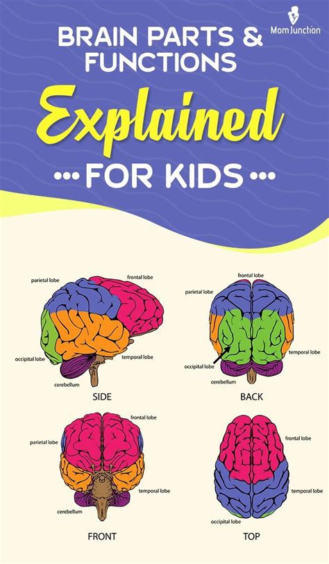 Human Brain Explained 的图像结果