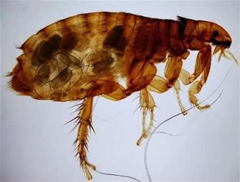 跳蚤管理培训教程（一）：跳蚤的生物习性及危害_跳蚤防治_除四害消杀灭虫网