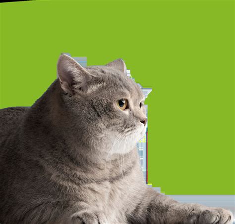Pet Wellness Plan | Bolanos Veterinary Center