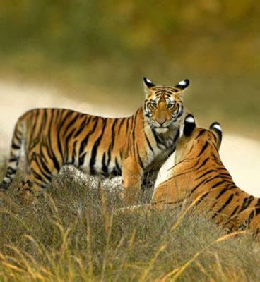 Safari Tips for Pench National Park, Pench Safari Tips