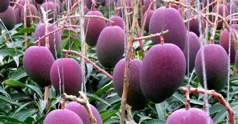 Most Expensive Mango 的图像结果