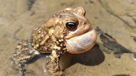 Do Toads Make Sounds 的图像结果