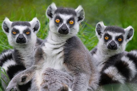 10 Incredible Facts About Lemurs - Wide Open Spaces