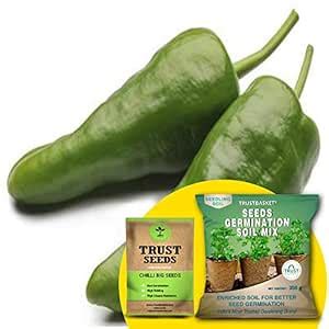 TrustBasket Chilli Big (OP/Desi) Seeds with Free Germination Potting ...