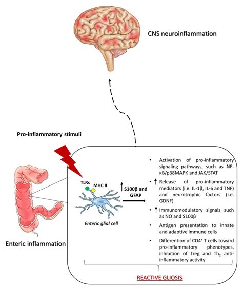 Enteric Glia at the Crossroads between Intestinal Immune System and ...