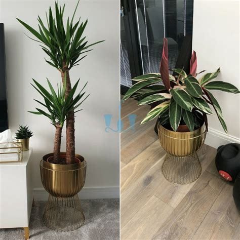 De Rigueur Single Tall And 2 Piece Dwarf Iron Planters With Wiry Stand