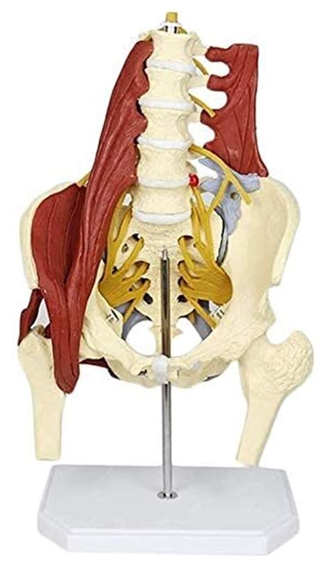 Buy NIANXINNHAOKTSB NIANXINN Human Organ Model Adult Life Size PVC ...