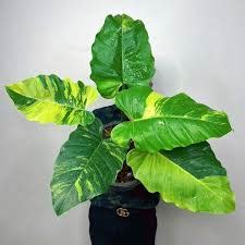 Philodendron Jungle Fever Variegated (Tissue Culture Plant in Jiffy Ba ...