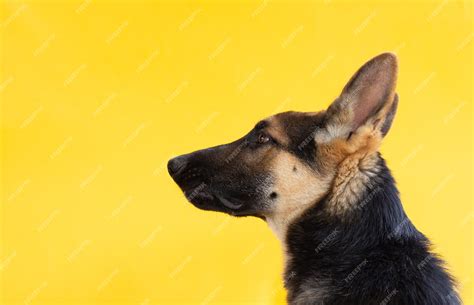 Yellow German Shepherd Puppy