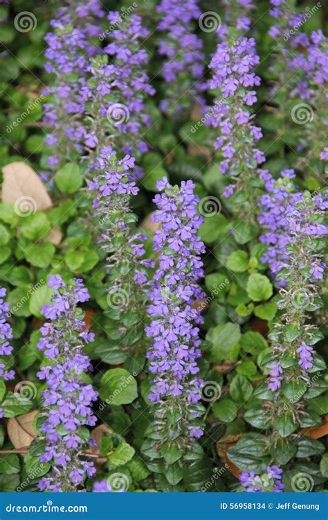 Ajuga reptans stock photo. Image of highlights, groundcover - 56958134