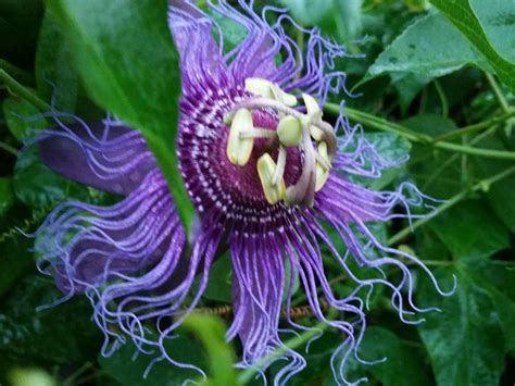 INSPIRATION Purple Violet Blue Passion Flower Vine Live Plant ...
