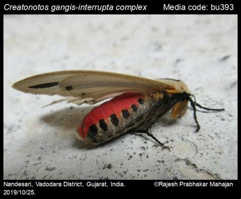 Creatonotos gangis-interrupta complex (Linnaeus, 1763) - | Moths