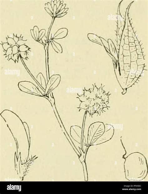 Botanical structure resembling hi-res stock photography and images - Alamy