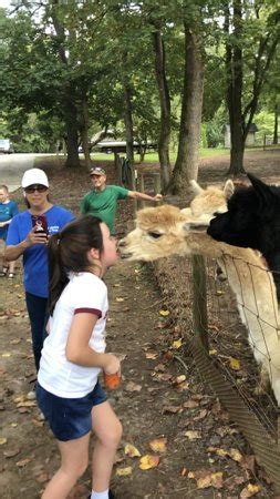 L & R Alpaca Haven Farm - Douglasville | Tripadvisor