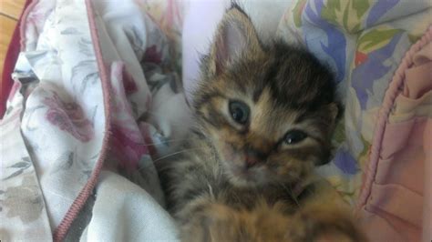 Zasypiający kotek - adoptuj / pop off kitten - adopt / 白河夜船 子猫 猫 - YouTube
