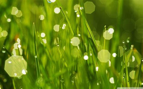 Morning Dew Wallpapers - Wallpaper Cave