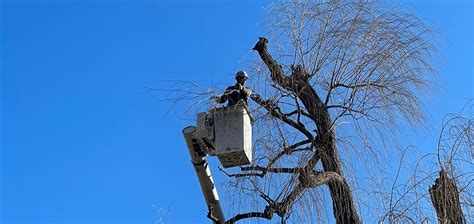 Image result for Pollarding