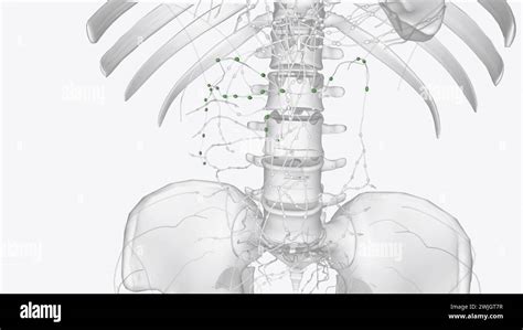 Image result for Small Intestine Lymph Nodes