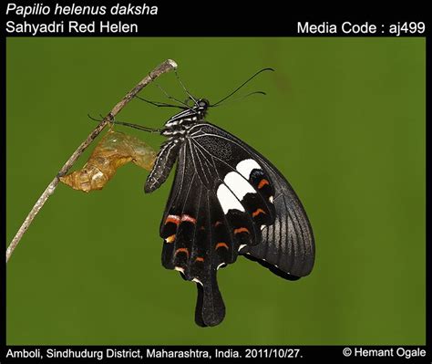 Papilio helenus | Butterfly