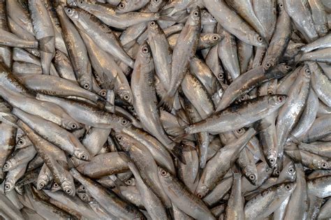 Image result for Poisson Animal