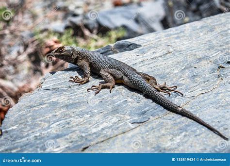Western Fence Lizard Sceloporus Occidentalis Sitting on a Rock, Death Valley National Park ...