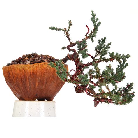 Bonsai Juniper Prostrata – Cascade Evergreen Bonsai Tree
