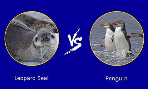 Do Penguins And Seals Get Along at Phillip Dorsey blog