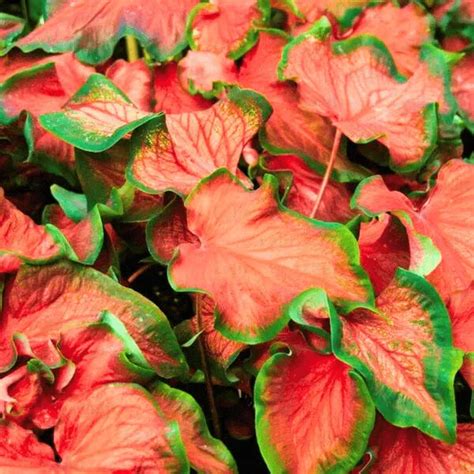 Red Ruffle Caladium | Caladium bicolor "Syn. Caladium x hortulanum"- P ...