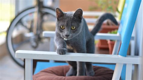 Image result for Gray Cat Rust