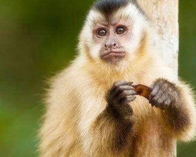 1968年属猴的人是什么命 - 运势网