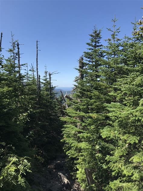Mount Jackson Trail - New Hampshire | AllTrails