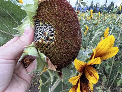 How to harvest sunflower seeds