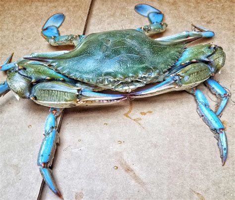 When is Blue Crab Season in Maryland? A Guide to the East Coast's ...