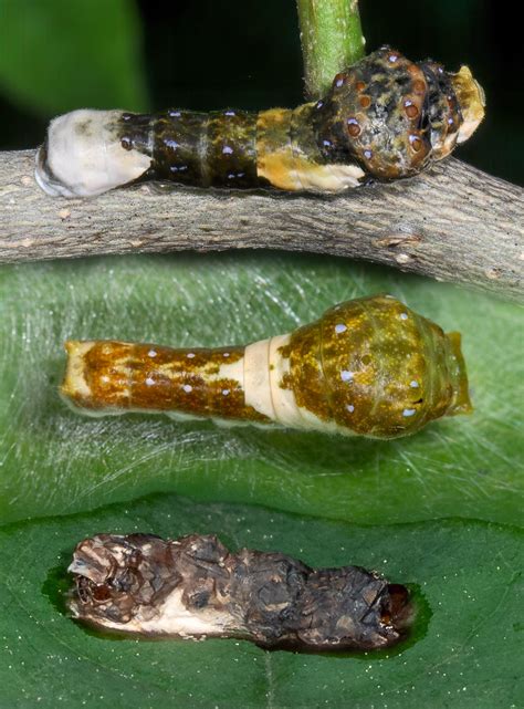 Image result for Bird Poop Reactions